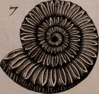 An illustration from Martini Lister e Societate Regia Londini Historiae animalium Angliae tres tractatus : unus de araneis : alter de cochleis tum terrestribus tum fluviatilibus : tertius de cochleis marinis : quibus adjectus est quartus de lapidibus ejusdem insulae ad cochlearum quandam imaginem figuratis : memoriae & rationi (1678)