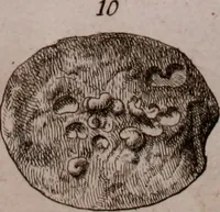 An illustration from Martini Lister e Societate Regia Londini Historiae animalium Angliae tres tractatus : unus de araneis : alter de cochleis tum terrestribus tum fluviatilibus : tertius de cochleis marinis : quibus adjectus est quartus de lapidibus ejusdem insulae ad cochlearum quandam imaginem figuratis : memoriae & rationi (1678)