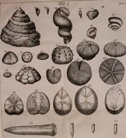 An illustration from Martini Lister e Societate Regia Londini Historiae animalium Angliae tres tractatus : unus de araneis : alter de cochleis tum terrestribus tum fluviatilibus : tertius de cochleis marinis : quibus adjectus est quartus de lapidibus ejusdem insulae ad cochlearum quandam imaginem figuratis : memoriae & rationi (1678)