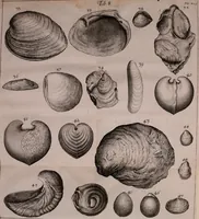 An illustration from Martini Lister e Societate Regia Londini Historiae animalium Angliae tres tractatus : unus de araneis : alter de cochleis tum terrestribus tum fluviatilibus : tertius de cochleis marinis : quibus adjectus est quartus de lapidibus ejusdem insulae ad cochlearum quandam imaginem figuratis : memoriae & rationi (1678)
