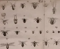 An illustration from Martini Lister e Societate Regia Londini Historiae animalium Angliae tres tractatus : unus de araneis : alter de cochleis tum terrestribus tum fluviatilibus : tertius de cochleis marinis : quibus adjectus est quartus de lapidibus ejusdem insulae ad cochlearum quandam imaginem figuratis : memoriae & rationi (1678)