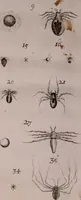 An illustration from Martini Lister e Societate Regia Londini Historiae animalium Angliae tres tractatus : unus de araneis : alter de cochleis tum terrestribus tum fluviatilibus : tertius de cochleis marinis : quibus adjectus est quartus de lapidibus ejusdem insulae ad cochlearum quandam imaginem figuratis : memoriae & rationi (1678)