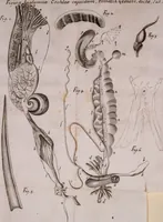 An illustration from Martini Lister Exercitatio anatomica : in qua de cochleis, maximè terrestribus & limacibus, agitur : omnium dissectiones tabulis aeneis, ad ipsas res affabrè incisis, illustrantur : dissecanda sunt, non solùm humana cadavera; sed & aves, pisces, quadrupedia, insecta, amphibia, &c. ut singularum partium innotesceret officium: cùm aut quaedam in aliquibus deficiant, aut quid analogum reperiatur, aut saltem notanda occurrat aliqua diversitas, quae saepè maximam lucem afferat Adrianus Auzoutius (1694)
