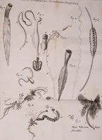 An illustration from Martini Lister Exercitatio anatomica : in qua de cochleis, maximè terrestribus & limacibus, agitur : omnium dissectiones tabulis aeneis, ad ipsas res affabrè incisis, illustrantur : dissecanda sunt, non solùm humana cadavera; sed & aves, pisces, quadrupedia, insecta, amphibia, &c. ut singularum partium innotesceret officium: cùm aut quaedam in aliquibus deficiant, aut quid analogum reperiatur, aut saltem notanda occurrat aliqua diversitas, quae saepè maximam lucem afferat Adrianus Auzoutius (1694)