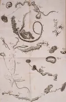An illustration from Martini Lister Exercitatio anatomica : in qua de cochleis, maximè terrestribus & limacibus, agitur : omnium dissectiones tabulis aeneis, ad ipsas res affabrè incisis, illustrantur : dissecanda sunt, non solùm humana cadavera; sed & aves, pisces, quadrupedia, insecta, amphibia, &c. ut singularum partium innotesceret officium: cùm aut quaedam in aliquibus deficiant, aut quid analogum reperiatur, aut saltem notanda occurrat aliqua diversitas, quae saepè maximam lucem afferat Adrianus Auzoutius (1694)