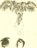 Picture 7 of 10 from Martini Lister Exercitatio anatomica : in qua de cochleis, maximè terrestribus & limacibus, agitur : omnium dissectiones tabulis aeneis, ad ipsas res affabrè incisis, illustrantur : dissecanda sunt, non solùm humana cadavera; sed & aves, pisces, quadrupedia, insecta, amphibia, &c. ut singularum partium innotesceret officium: cùm aut quaedam in aliquibus deficiant, aut quid analogum reperiatur, aut saltem notanda occurrat aliqua diversitas, quae saepè maximam lucem afferat Adrianus Auzoutius (1694), leaf 238