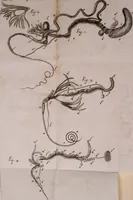 An illustration from Martini Lister Exercitatio anatomica : in qua de cochleis, maximè terrestribus & limacibus, agitur : omnium dissectiones tabulis aeneis, ad ipsas res affabrè incisis, illustrantur : dissecanda sunt, non solùm humana cadavera; sed & aves, pisces, quadrupedia, insecta, amphibia, &c. ut singularum partium innotesceret officium: cùm aut quaedam in aliquibus deficiant, aut quid analogum reperiatur, aut saltem notanda occurrat aliqua diversitas, quae saepè maximam lucem afferat Adrianus Auzoutius (1694)