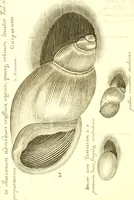 An illustration from Martini Lister Exercitatio anatomica : in qua de cochleis, maximè terrestribus & limacibus, agitur : omnium dissectiones tabulis aeneis, ad ipsas res affabrè incisis, illustrantur : dissecanda sunt, non solùm humana cadavera; sed & aves, pisces, quadrupedia, insecta, amphibia, &c. ut singularum partium innotesceret officium: cùm aut quaedam in aliquibus deficiant, aut quid analogum reperiatur, aut saltem notanda occurrat aliqua diversitas, quae saepè maximam lucem afferat Adrianus Auzoutius (1694)