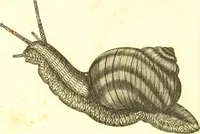 Picture 2 of 10 from Martini Lister Exercitatio anatomica : in qua de cochleis, maximè terrestribus & limacibus, agitur : omnium dissectiones tabulis aeneis, ad ipsas res affabrè incisis, illustrantur : dissecanda sunt, non solùm humana cadavera; sed & aves, pisces, quadrupedia, insecta, amphibia, &c. ut singularum partium innotesceret officium: cùm aut quaedam in aliquibus deficiant, aut quid analogum reperiatur, aut saltem notanda occurrat aliqua diversitas, quae saepè maximam lucem afferat Adrianus Auzoutius (1694), leaf 25