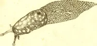 An illustration from Martini Lister Exercitatio anatomica : in qua de cochleis, maximè terrestribus & limacibus, agitur : omnium dissectiones tabulis aeneis, ad ipsas res affabrè incisis, illustrantur : dissecanda sunt, non solùm humana cadavera; sed & aves, pisces, quadrupedia, insecta, amphibia, &c. ut singularum partium innotesceret officium: cùm aut quaedam in aliquibus deficiant, aut quid analogum reperiatur, aut saltem notanda occurrat aliqua diversitas, quae saepè maximam lucem afferat Adrianus Auzoutius (1694)