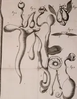 An illustration from Martini Lister Exercitatio anatomica : in qua de cochleis, maximè terrestribus & limacibus, agitur : omnium dissectiones tabulis aeneis, ad ipsas res affabrè incisis, illustrantur : dissecanda sunt, non solùm humana cadavera; sed & aves, pisces, quadrupedia, insecta, amphibia, &c. ut singularum partium innotesceret officium: cùm aut quaedam in aliquibus deficiant, aut quid analogum reperiatur, aut saltem notanda occurrat aliqua diversitas, quae saepè maximam lucem afferat Adrianus Auzoutius (1694)