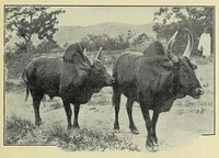 An illustration from The martyrs' isle, or Madagascar : the country, the people, and the missions (1909)