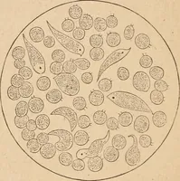 Picture 23 of 34 from Marvels of pond-life; or, A year's microscopic recreations among the polyps, infusoria, rotifers, water-bears and polyzoa (1871), leaf 107