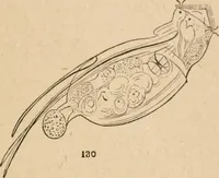 Picture 24 of 34 from Marvels of pond-life; or, A year's microscopic recreations among the polyps, infusoria, rotifers, water-bears and polyzoa (1871), leaf 110