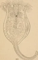 An illustration from Marvels of pond-life; or, A year's microscopic recreations among the polyps, infusoria, rotifers, water-bears and polyzoa (1871)