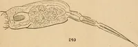An illustration from Marvels of pond-life; or, A year's microscopic recreations among the polyps, infusoria, rotifers, water-bears and polyzoa (1871)