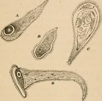 Picture 27 of 34 from Marvels of pond-life; or, A year's microscopic recreations among the polyps, infusoria, rotifers, water-bears and polyzoa (1871), leaf 132