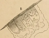 Picture 28 of 34 from Marvels of pond-life; or, A year's microscopic recreations among the polyps, infusoria, rotifers, water-bears and polyzoa (1871), leaf 138