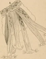An illustration from Marvels of pond-life; or, A year's microscopic recreations among the polyps, infusoria, rotifers, water-bears and polyzoa (1871)