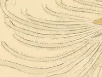 Picture 30 of 34 from Marvels of pond-life; or, A year's microscopic recreations among the polyps, infusoria, rotifers, water-bears and polyzoa (1871), leaf 142