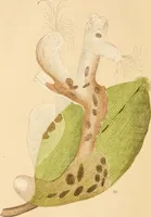 Picture 31 of 34 from Marvels of pond-life; or, A year's microscopic recreations among the polyps, infusoria, rotifers, water-bears and polyzoa (1871), leaf 151