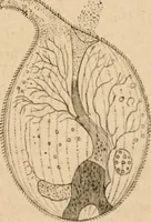 Picture 33 of 34 from Marvels of pond-life; or, A year's microscopic recreations among the polyps, infusoria, rotifers, water-bears and polyzoa (1871), leaf 162