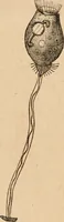 Picture 2 of 34 from Marvels of pond-life; or, A year's microscopic recreations among the polyps, infusoria, rotifers, water-bears and polyzoa (1871), leaf 37