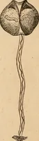 Picture 3 of 34 from Marvels of pond-life; or, A year's microscopic recreations among the polyps, infusoria, rotifers, water-bears and polyzoa (1871), leaf 37