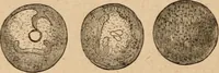 An illustration from Marvels of pond-life; or, A year's microscopic recreations among the polyps, infusoria, rotifers, water-bears and polyzoa (1871)