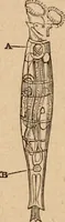 An illustration from Marvels of pond-life; or, A year's microscopic recreations among the polyps, infusoria, rotifers, water-bears and polyzoa (1871)