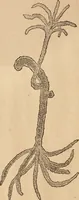 An illustration from Marvels of pond-life; or, A year's microscopic recreations among the polyps, infusoria, rotifers, water-bears and polyzoa (1871)