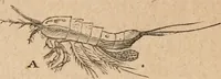 An illustration from Marvels of pond-life; or, A year's microscopic recreations among the polyps, infusoria, rotifers, water-bears and polyzoa (1871)
