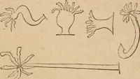 Picture 9 of 34 from Marvels of pond-life; or, A year's microscopic recreations among the polyps, infusoria, rotifers, water-bears and polyzoa (1871), leaf 52