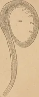 An illustration from Marvels of pond-life; or, A year's microscopic recreations among the polyps, infusoria, rotifers, water-bears and polyzoa (1871)