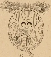 Picture 11 of 34 from Marvels of pond-life; or, A year's microscopic recreations among the polyps, infusoria, rotifers, water-bears and polyzoa (1871), leaf 61