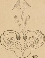 Picture 12 of 34 from Marvels of pond-life; or, A year's microscopic recreations among the polyps, infusoria, rotifers, water-bears and polyzoa (1871), leaf 62