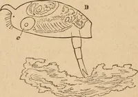 Picture 13 of 34 from Marvels of pond-life; or, A year's microscopic recreations among the polyps, infusoria, rotifers, water-bears and polyzoa (1871), leaf 65