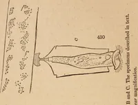 Picture 14 of 34 from Marvels of pond-life; or, A year's microscopic recreations among the polyps, infusoria, rotifers, water-bears and polyzoa (1871), leaf 67