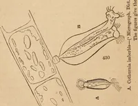 Picture 15 of 34 from Marvels of pond-life; or, A year's microscopic recreations among the polyps, infusoria, rotifers, water-bears and polyzoa (1871), leaf 67