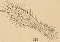 Picture 16 of 34 from Marvels of pond-life; or, A year's microscopic recreations among the polyps, infusoria, rotifers, water-bears and polyzoa (1871), leaf 81