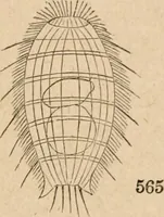Picture 17 of 34 from Marvels of pond-life; or, A year's microscopic recreations among the polyps, infusoria, rotifers, water-bears and polyzoa (1871), leaf 84