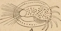 Picture 18 of 34 from Marvels of pond-life; or, A year's microscopic recreations among the polyps, infusoria, rotifers, water-bears and polyzoa (1871), leaf 85