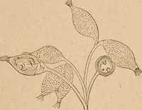 Picture 19 of 34 from Marvels of pond-life; or, A year's microscopic recreations among the polyps, infusoria, rotifers, water-bears and polyzoa (1871), leaf 92
