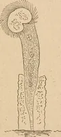 Picture 20 of 34 from Marvels of pond-life; or, A year's microscopic recreations among the polyps, infusoria, rotifers, water-bears and polyzoa (1871), leaf 96