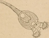 Picture 21 of 34 from Marvels of pond-life; or, A year's microscopic recreations among the polyps, infusoria, rotifers, water-bears and polyzoa (1871), leaf 98