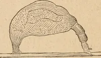 Picture 22 of 34 from Marvels of pond-life; or, A year's microscopic recreations among the polyps, infusoria, rotifers, water-bears and polyzoa (1871), leaf 99