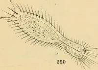 An illustration from Marvels of pond-life : or, A year's microscopic recreations among the polyps, infusoria, rotifers, water-bears, and polyzoa (1861)