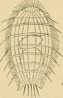 An illustration from Marvels of pond-life : or, A year's microscopic recreations among the polyps, infusoria, rotifers, water-bears, and polyzoa (1861)