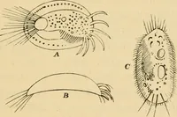 An illustration from Marvels of pond-life : or, A year's microscopic recreations among the polyps, infusoria, rotifers, water-bears, and polyzoa (1861)