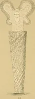 An illustration from Marvels of pond-life : or, A year's microscopic recreations among the polyps, infusoria, rotifers, water-bears, and polyzoa (1861)